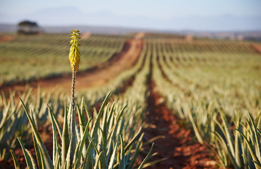 Aloe Vera Forever Living Products