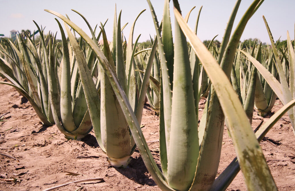 Aloe Vera Forever Living Products